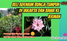 Beli Adenium Bunga Tumpuk di Jakarta dan Bawa ke Jerman