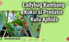 Ladybug Kumbang Koksi Predator Kebun Pelahap Hama Kutu Tanaman