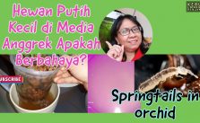 Fakta Menarik Serangga Springtail Hewan Putih Kecil di Media Anggrek