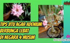 Cara Membuat Adenium Cepat Berbunga di Negara 4 Musim