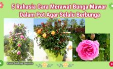 5 Rahasia Cara Merawat Bunga Mawar Dalam Pot Agar Selalu Berbunga
