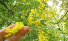 Laburnum Pohon Hujan Emas yang Mirip Wisteria