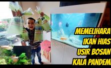Memelihara Ikan Hias Usir Bosan Kala Pandemi