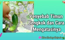 5 Penyebab Buah Timun Bengkok dan Cara Mengatasinya