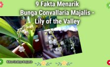 9 Fakta Menarik Bunga Lily of the Valley yang juga dijadikan Buket Bunga Pengantin