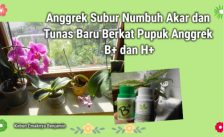 Anggrek Subur Numbuh Akar dan Tunas Baru Berkat Pupuk Anggrek B+ dan H+
