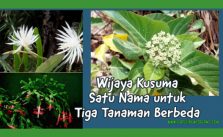 3 Tanaman dengan Satu Nama Kenapa Bunga Wijaya Kusuma dianggap Epiphyllum? Bikin Bingung Anak Cucu