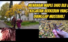 Menanam Maple dari Biji Kegiatan Berkebun yang Buang Waktu