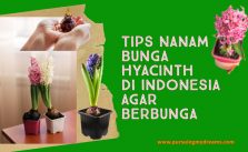 Tips Cara Cold Treatment Masa Dingin Umbi Bunga Hyacinth Agar Sukses Berbunga