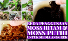 Moss Hitam Kadaka dan Moss Putih Spagnum Mana yang Bagus Buat Media Anggrek