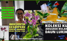 Beli Anggrek Bulan Impian Phalaenopsis Wild Cat dan Daun Lurik di Orchibias Jerman