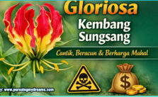 Gloriosa Kembang Sungsang: Bunga Cantik, Beracun, dan Berharga Mahal | Panduan Lengkap Perawatan & Fakta Kolkisin